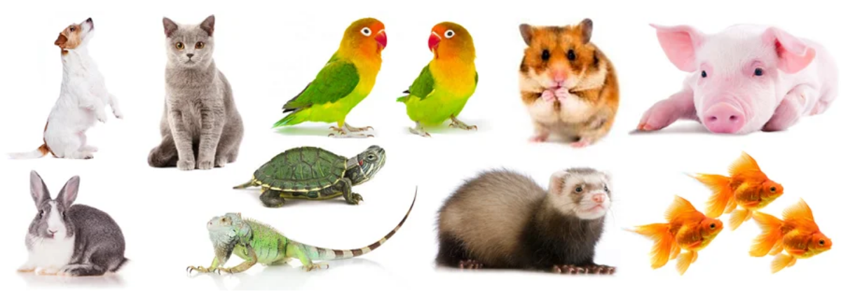 Juguetes y accesorios para perros, gatos, pájaros, roedores, cerdos, conejos, tortugas, lagartos, hurones y peces