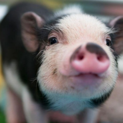 Consejos sobre la felicidad de cerdos