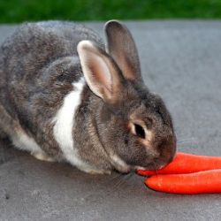 Consejos sobre la alimentación de conejos