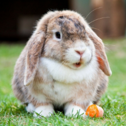 Consejos sobre el comportamiento de conejos