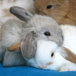 Consejos sobre la felicidad de conejos