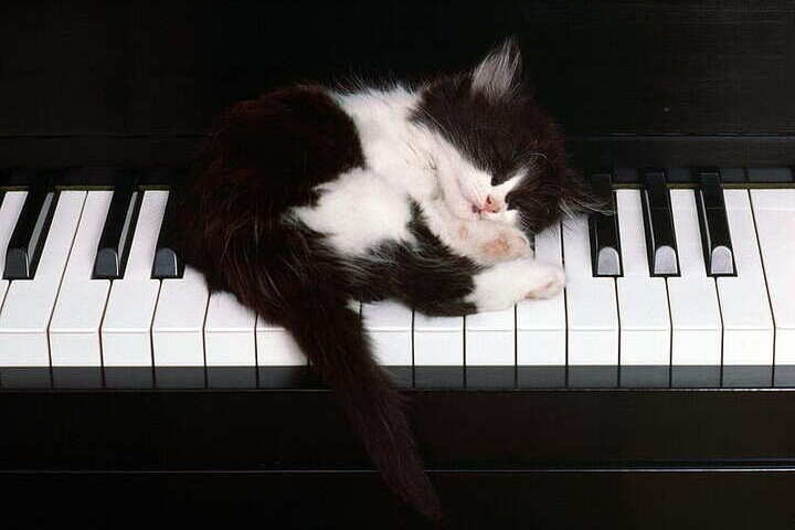Gatito durmiendo sobre las teclas de un piano