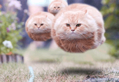 Gatos volando