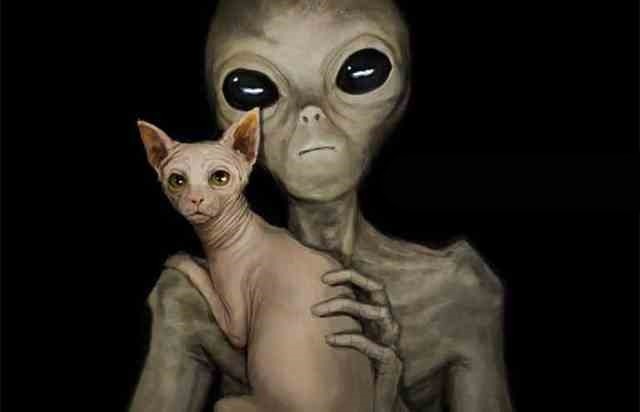 Alien Gris con gato Sphynx