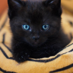 Gato negro ¿un ser diabólico o entrañable?