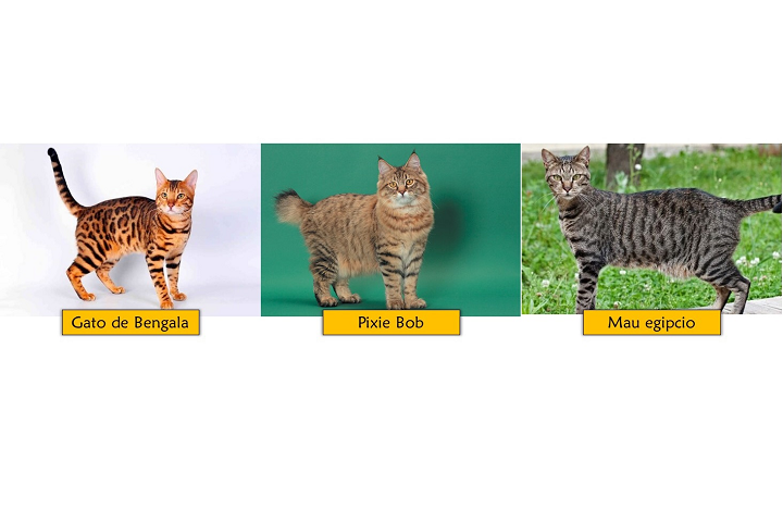 Razas con saco primordial: Gato de Bengala, Mau egipcio, Pixie Bob