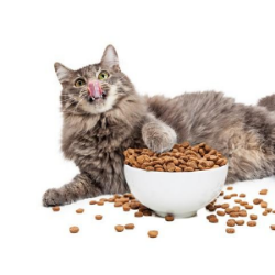 Consejos sobre la alimentación de gatos