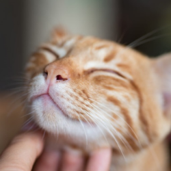 Consejos sobre la felicidad de gatos