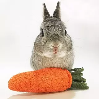 Zanahoria vegetal para conejos y roedores, juguete roer de para conejos