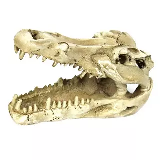 Cráneo de cocodrilo para terrarios, juguete decoración del terrario de para lagartos