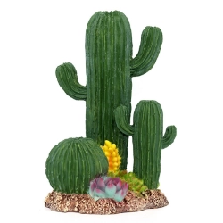 Cactus Desierto para terrarios