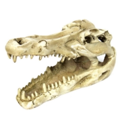 Cráneo de cocodrilo para terrarios