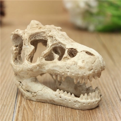 Cráneo de Tiranosaurus Rex para terrario