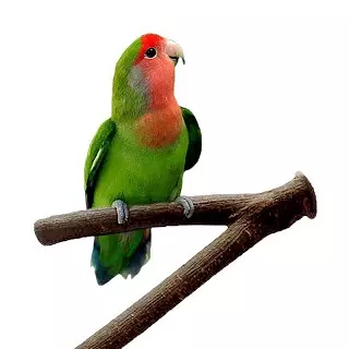 Percha de madera natural V, juguete ramas de para pájaros