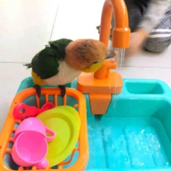Bañera para pájaros Cocina