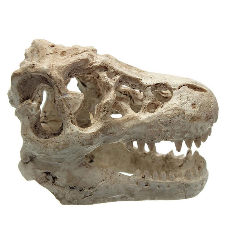 Cráneo de Tiranosaurus Rex para acuario