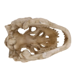Cráneo de Tiranosaurus Rex para acuario