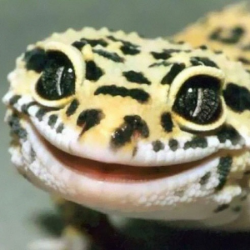 Consejos sobre la felicidad de lagartos
