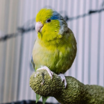 Pájaro en su jaula, donde debe sentirse cómodo, protegido y tener todo el espacio para jugar y ejercitarse con normalidad