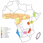 Área de distribución del agapornis