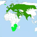 Área de distribución del gorrión