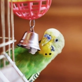Juguetes y accesorios para pájaros