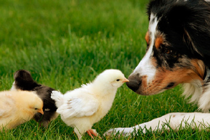 Un perro y unos pollitos curiosos sobre los otros