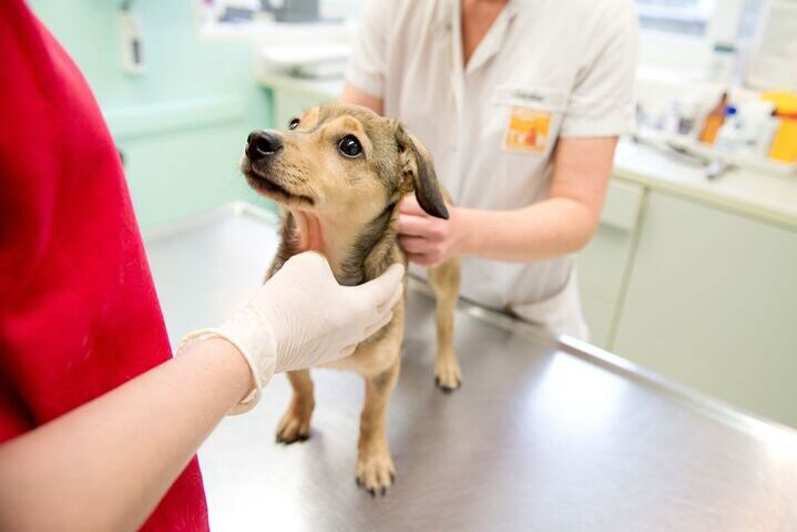 Perro pequeño en el veterinario