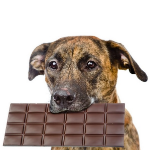 Perro con una tableta de chocolate en la boca