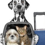 Cómo viajar con tus mascotas sin tener ningún problema al llegar al destino