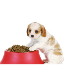 Consejos sobre la alimentación de perros