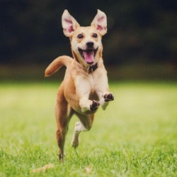 Consejos sobre la felicidad de perros