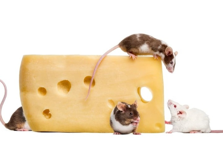 Cuatro ratones con un trozo de queso grande