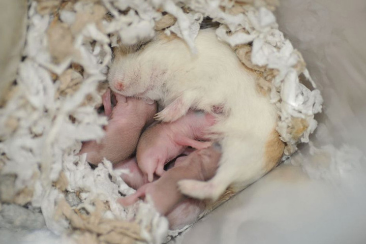 Hamster hembra amamantando a sus crías