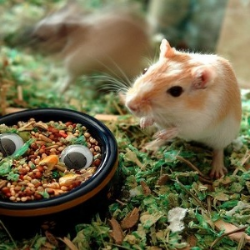 Consejos sobre la alimentación de roedores