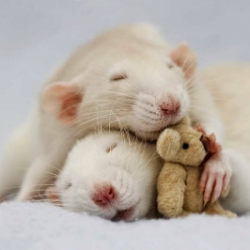 Consejos sobre la felicidad de roedores