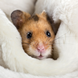 Consejos sobre la salud de roedores