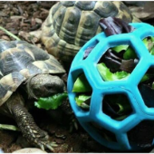 Juguetes y accesorios para tortugas
