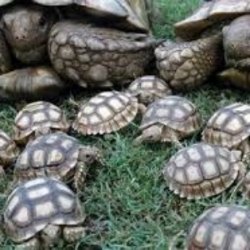 Consejos sobre la felicidad de tortugas